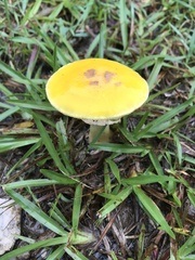 Amanita flavella