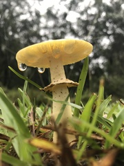 Amanita flavella