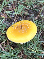 Amanita flavella