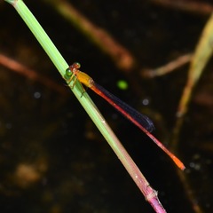 Ceriagrion auranticum