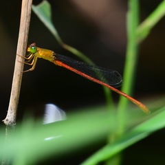 Ceriagrion auranticum