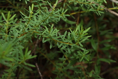 Pultenaea euchila