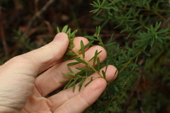 Pultenaea euchila