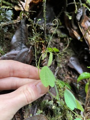 Passiflora pilosissima