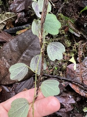 Passiflora pilosissima