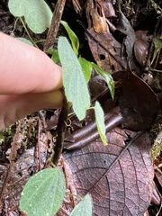 Passiflora pilosissima