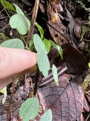 Passiflora pilosissima