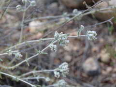 Teucrium capitatum gracillimum
