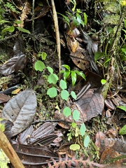 Passiflora pilosissima