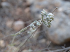Teucrium capitatum gracillimum