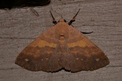 Ophyx eurrhoa