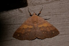 Ophyx eurrhoa