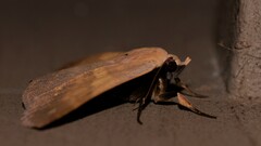Ophyx eurrhoa