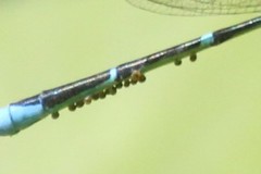 Arrenurus