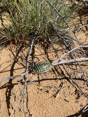 Polyzosteria mitchelli