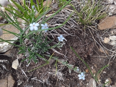 Eritrichium pectinatum