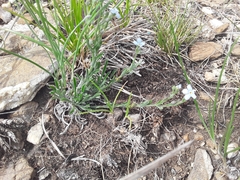 Eritrichium pectinatum