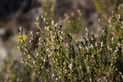 Phylica cephalantha