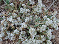Paronychia aretioides