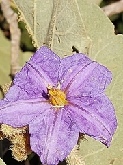Solanum falciforme