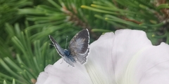 Celastrina argiolus