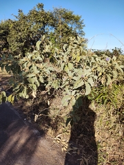 Solanum falciforme