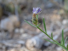 Centaurea aspera
