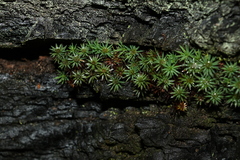 Dawsonia polytrichoides