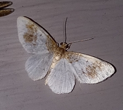 Hydrelia condensata