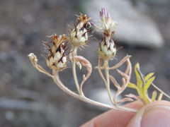 Centaurea scabiosa cephalariifolia