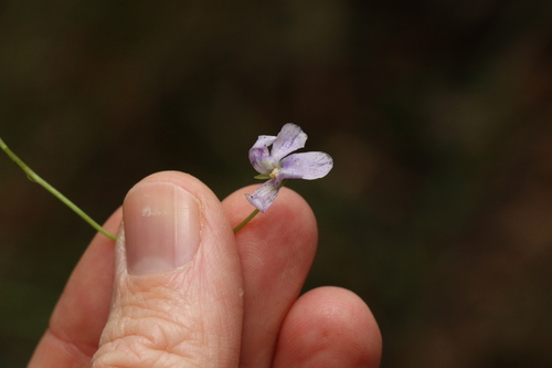 Image of Viola perreniformis by (c) Greg Tasney, some rights reserved (CC BY-SA)