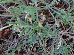 Centaurea scabiosa cephalariifolia