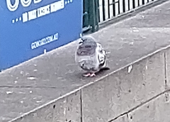 Columba livia domestica
