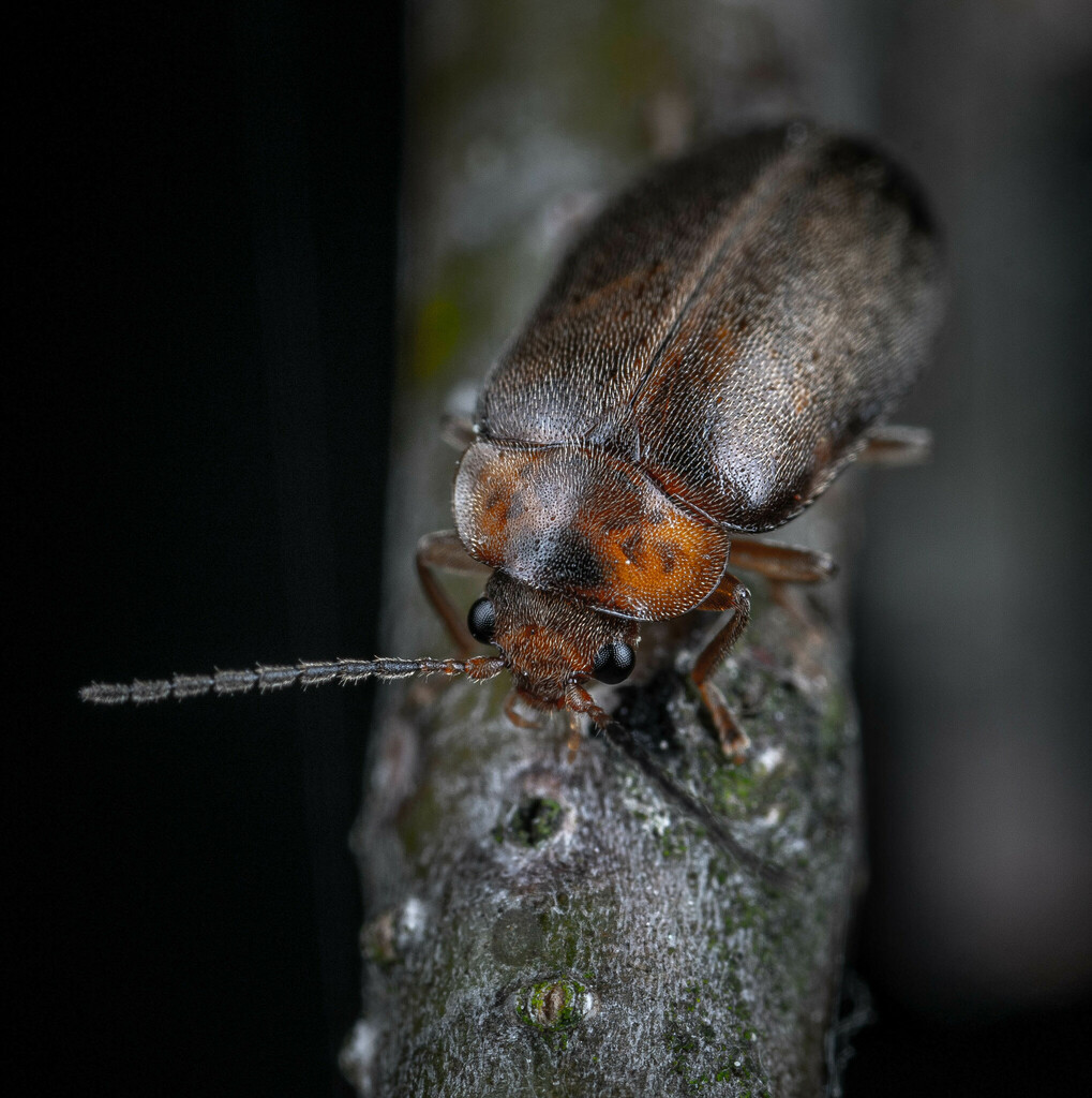 Microcara testacea, photo 1 of 8
