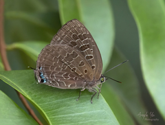 Arhopala eumolphus