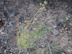 Plantago sempervirens