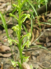 Platanthera flava