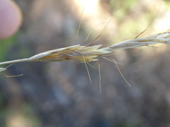 Helictochloa bromoides