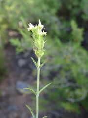 Sideritis × angustifolia