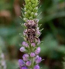 Gasterocercus depressirostris