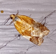 Clepsis persicana