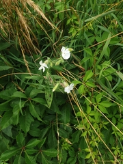 Silene latifolia