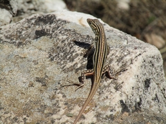 Acanthodactylus erythrurus