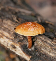 Pholiota communis