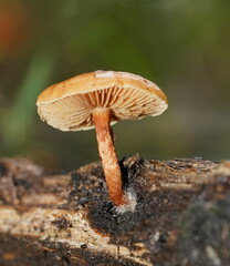 Pholiota communis