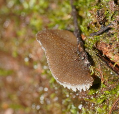 Pseudohydnum tasmanicum