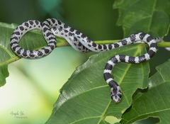 Lycodon subannulatus