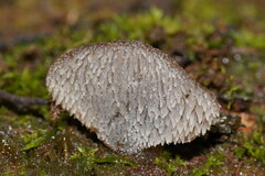 Pseudohydnum tasmanicum