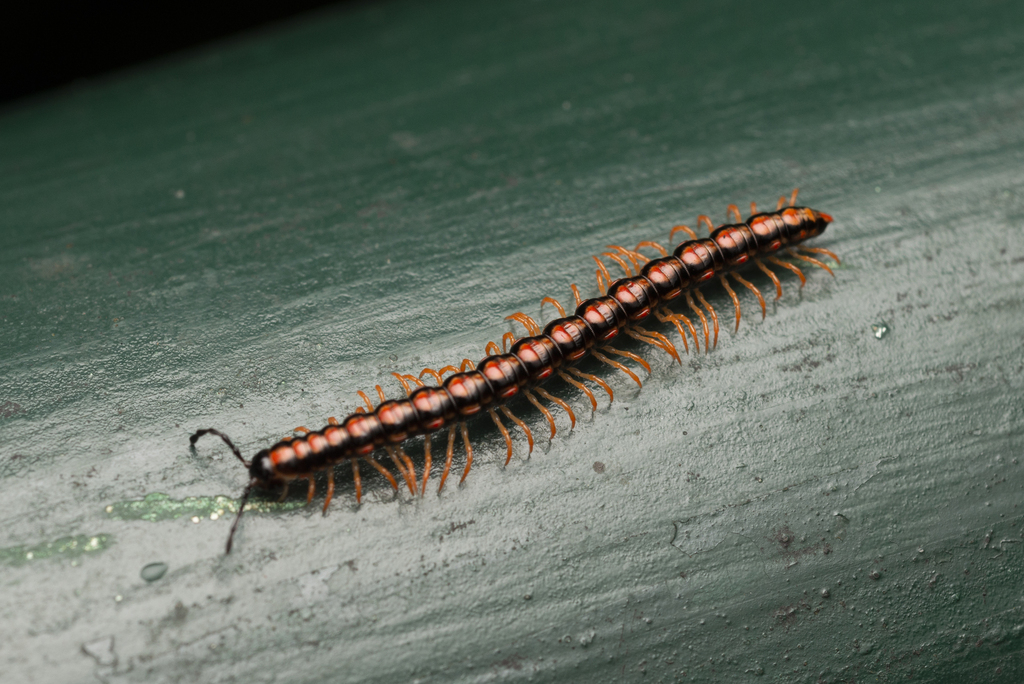 Orange Rosary Millipede in July 2022 by Lawrence Hylton · iNaturalist