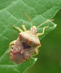 Elasmucha ferrugata